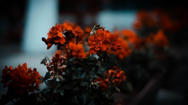 Flowers Red Bush Wallpaper