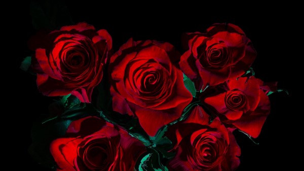 Flowers Roses Bouquet Wallpaper