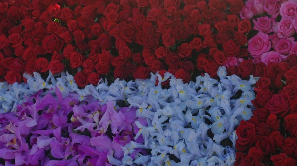 Flowers Roses Floral Backgroun Wallpaper