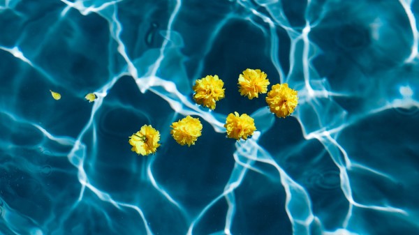 Flowers Water Pool Wallpaper