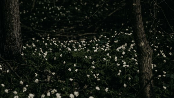 Flowers White Plant Wallpaper