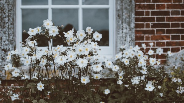 Flowers Window Flower Bed Wallpaper