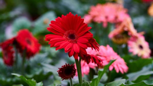 Gerbera Flower Red Flowerbed Wallpaper