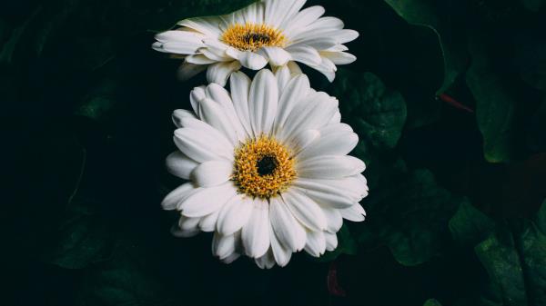 Gerbera White Flowers Wallpaper