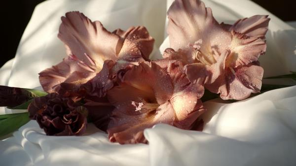 Gladiolus Flowers Drops Fabric Close U Wallpaper