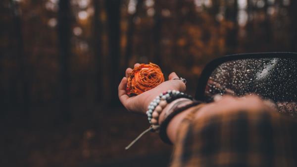 Hand Rose Blur Wallpaper