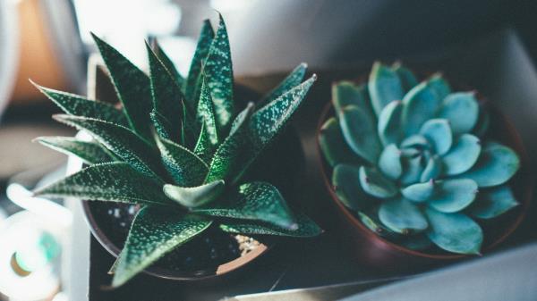 Haworthia Fasciata Echeveria Succulents Wallpaper