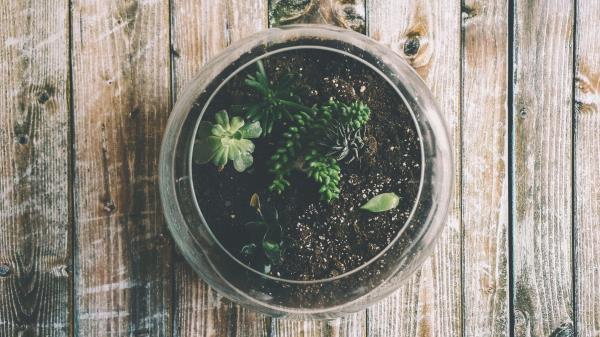 Houseplant Pot Glass Wallpaper