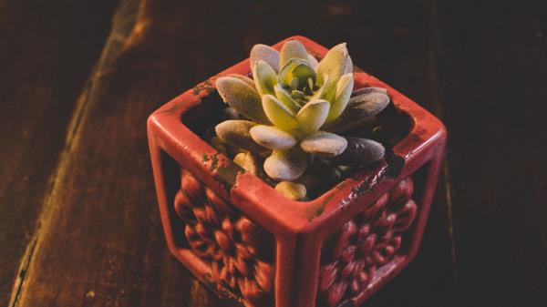Houseplant Pot Plant Wallpaper