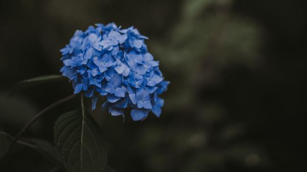 Hydrangea Blue Inflorescence Image Wallpaper