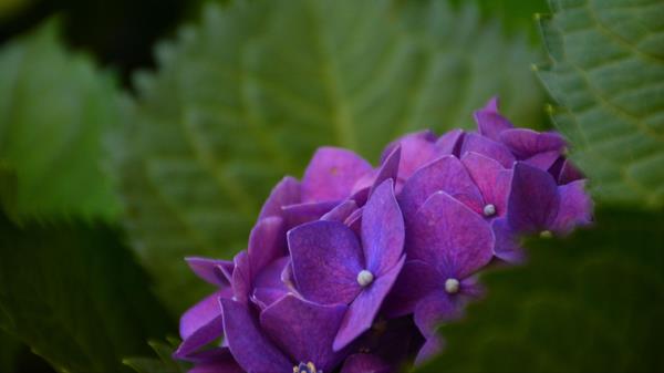 Hydrangea Bush Petals Wallpaper