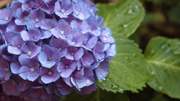 Hydrangea Flower Drops Buds Wallpaper