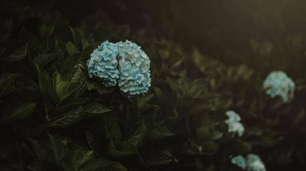 Hydrangea Flowers Blue Wallpaper