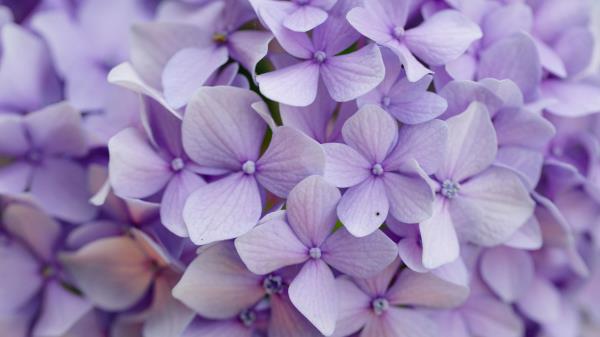 Hydrangea Flowers Petals Wallpaper