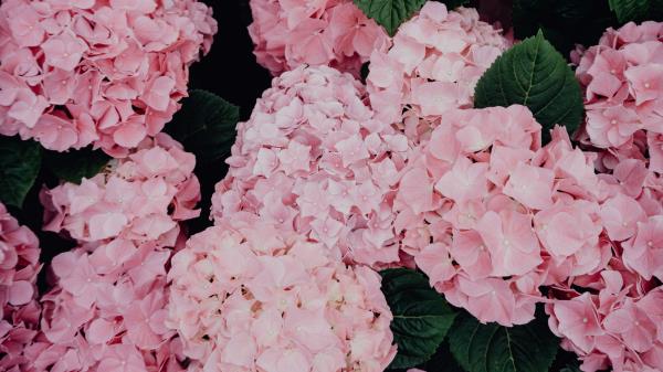 Hydrangea Flowers Pink Wallpaper
