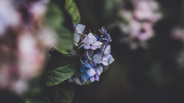 Hydrangea Inflorescence Blur Wallpaper