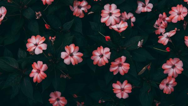 Impatiens Flowers Blossom Wallpaper