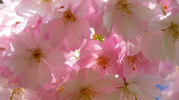 Japanese Cherry Flowers Flowering Wallpaper