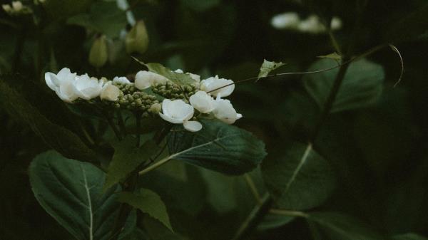 Jasmine Flowers Flowering Wallpaper