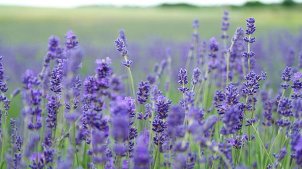 Lavender Flowers Field Blurred Wallpaper
