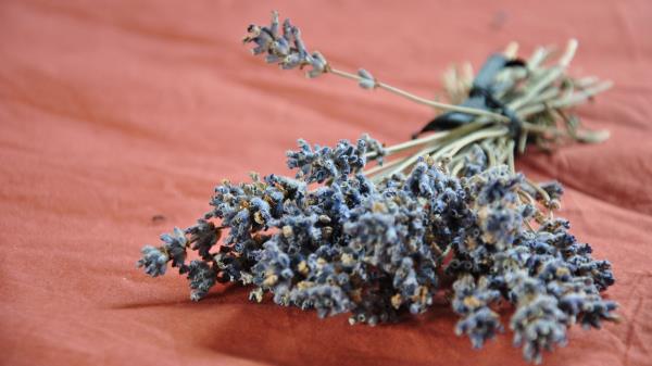 Lavender Flowers Flower Wallpaper