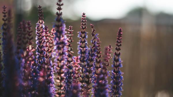Lavender Flowers Plant Wallpaper