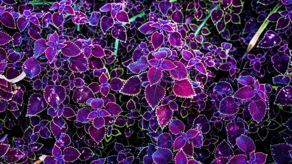 Leaves Purple Pink Wallpaper