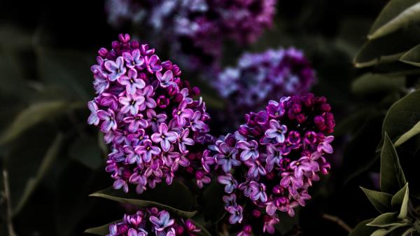 Lilac Flowers Flowering Wallpaper
