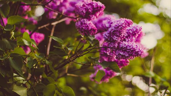 Lilac Twigs Flowers Blur Wallpaper