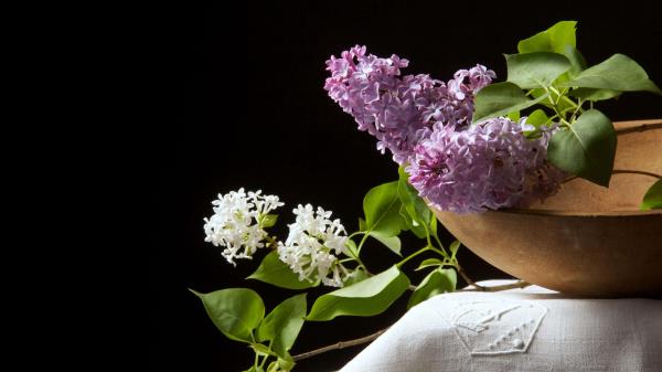 Lilac White Purple Bowl Cloth Black Backgroun Wallpaper