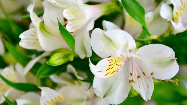 Lilies Flowers Petals Buds Flor Wallpaper