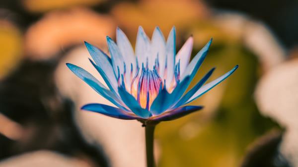 Lily Flower Blue Wallpaper