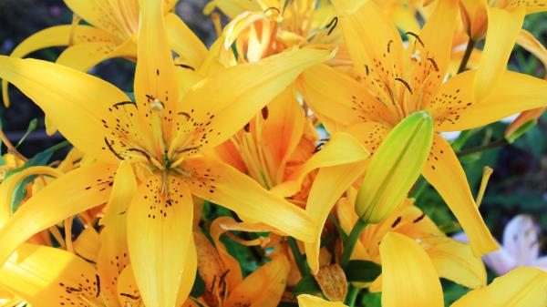 Lily Flowers Bud Stamen Wallpaper