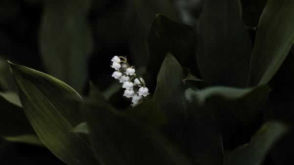 Lily Of The Valley Flower Leaves Wallpaper
