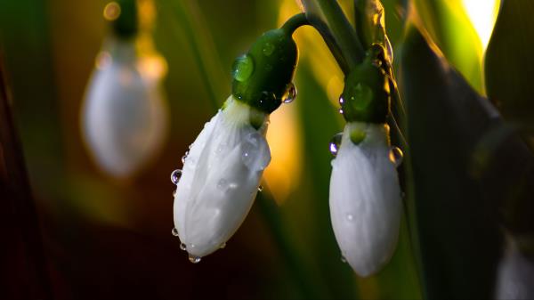 Lily Valley Flower Bud Wallpaper