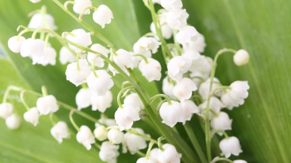 Lilys Of The Valley Flowers Bells Leaves Sprin Wallpaper