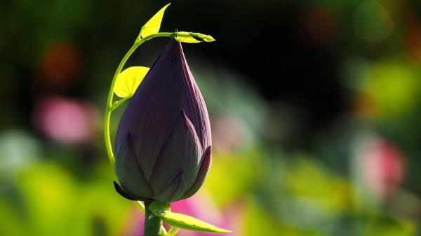 Lotus Bud Blur Stem Wallpaper
