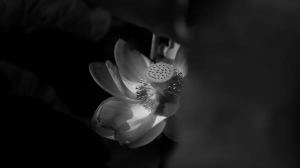Lotus Bw Bloom Wallpaper