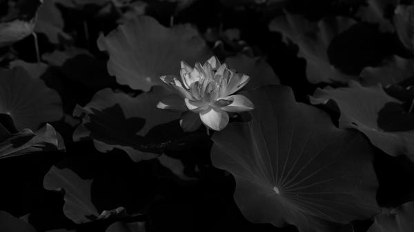 Lotus Bw Leaves Wallpaper