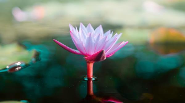 Lotus Flower Water Wallpaper
