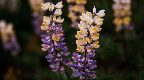 Lupine Flowers Inflorescences Wallpaper