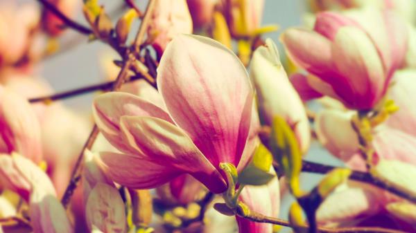 Magnolia Flowers Petals Branch Wallpaper