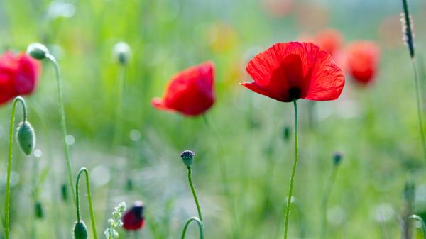 Maki Grass Nature Flowers Summe Wallpaper