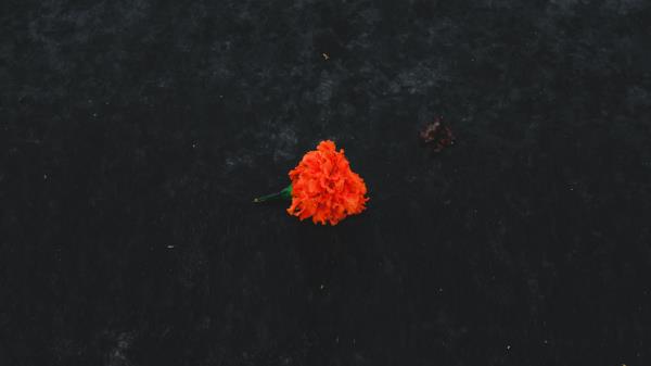 Marigold Flower Orange Wallpaper