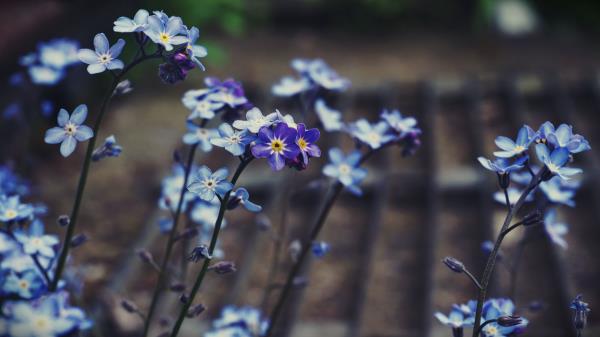 Myosotis Flower Bloom Wallpaper