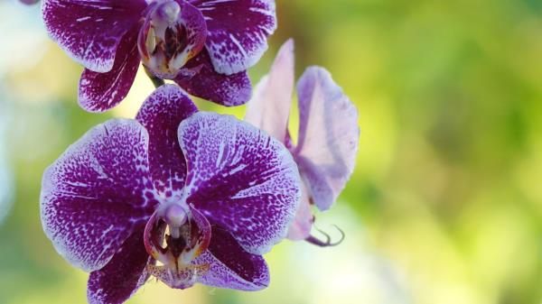 Orchid Flower Bud Wallpaper