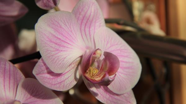 Orchid Flower Close Up Bud Wallpaper