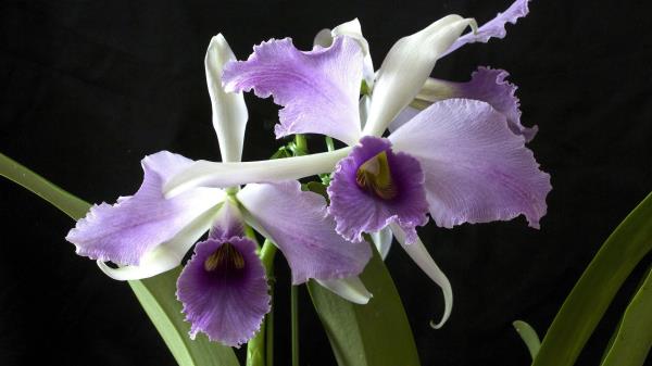 Orchid Flower Exotic Close Up Black Backgroun Wallpaper