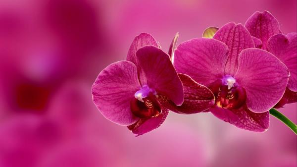 Orchid Flower Petals Pink Wallpaper