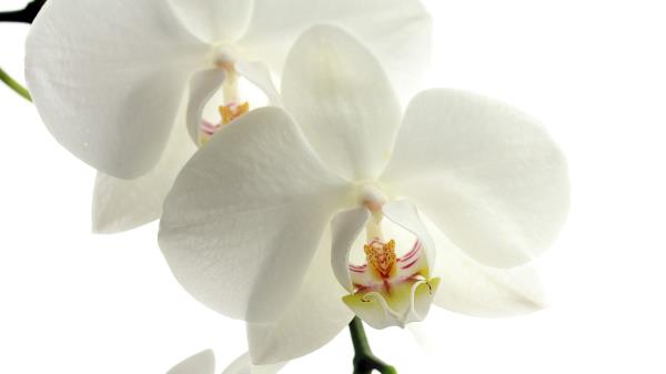 Orchid Flower Petals Wallpaper